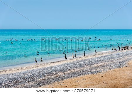 Beautiful Beach Crowded With Birds On A Sunny Day