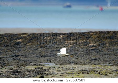 Little Egret Flying Across Mud Flats At Low Tide, Langstone Harbour
