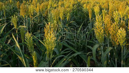 Growing Grain Sorghum. Predominant Use Of Sorghum Is As Fodder For Poultry And Cattle.