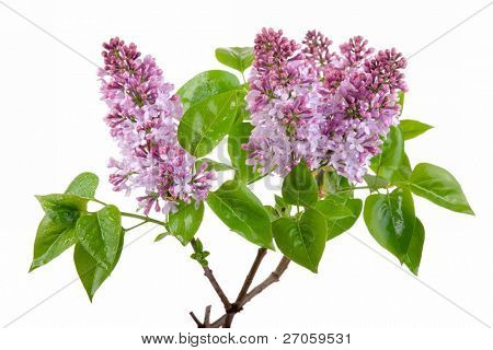 friss tavaszi lila virág, elszigetelt fehér Ibolya