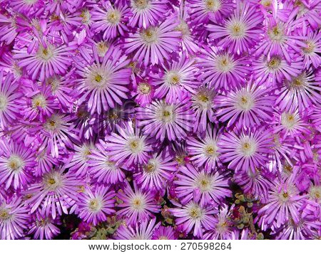 Buenos Aires, Argentina. Small Pink Flowers In A Garden