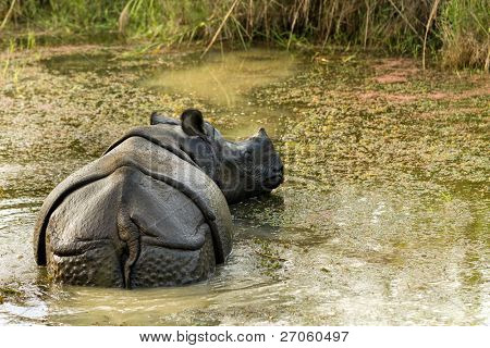 unicornis แรดป่าในอุทยานแห่งชาติ เนปาล