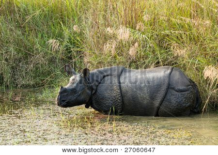 unicornis แรดป่าในอุทยานแห่งชาติ เนปาล