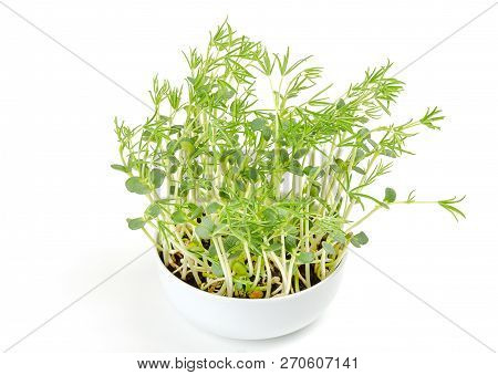 Sweet Lupin Bean Seedlings In White Bowl. Young Lupini Bean Plants, Sprouted From Lupin Bean Kernels