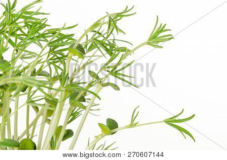 Sweet Lupin Bean Seedlings On White Background. Young Lupini Bean Plants, Sprouted From Lupin Bean K