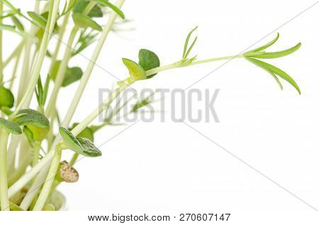Sweet Lupin Bean Seedlings, Front View. Young Lupini Bean Plants, Sprouted From Lupin Bean Kernels, 