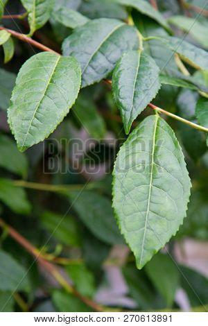 Thea Sinensis (tea Flower) Shrub In Close Up