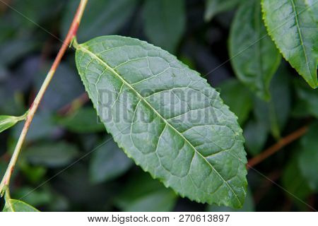 Thea Sinensis (tea Flower) Shrub In Close Up