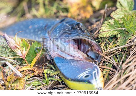 Pike On Grass With Bait In Mouth. Jerkbait