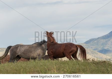Beautiful Wild Horses In The Utah Desert In Summer