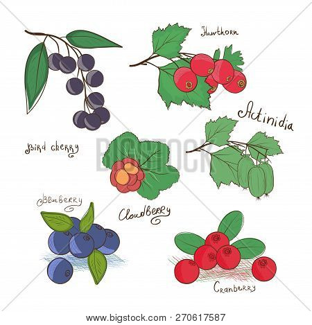 Rare Berries. Doodle, Sketch. Set. Blackberries, Blueberries, Sludberry, Bird Cherry, Hawthorn