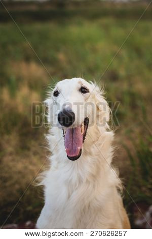 Close- Up Portrait Of Happy Russian Borzoi Dog In The Field. Close-up Image Of Beautiful Dog Breed R
