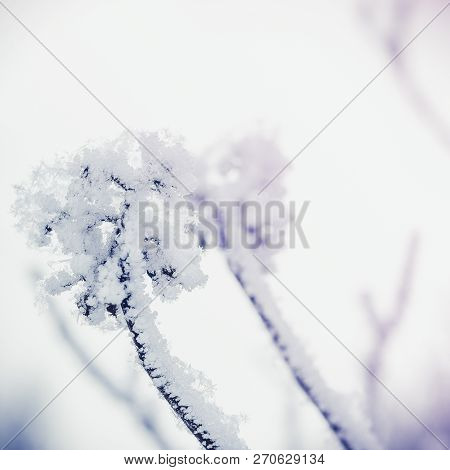Sprig Puzyreplodnika Kalinolistnogo, Physocarpus Opulifolius Clear Winter Day. Shallow Depth Of Fiel