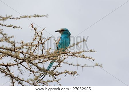 Abyssinian Roller (coracias Abyssinicus)
