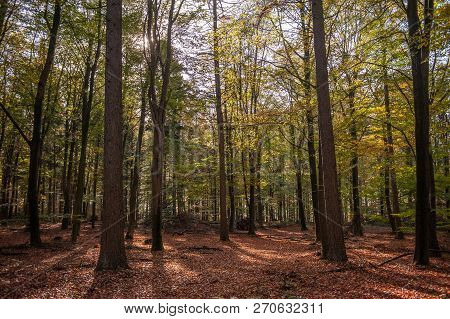 Impression Of The Forest Near Former Prison And Transit Camp Westerbork, On A Sunny Afternoon. Image