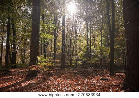 Impression Of The Forest Near Former Prison And Transit Camp Westerbork, On A Sunny Afternoon. Image