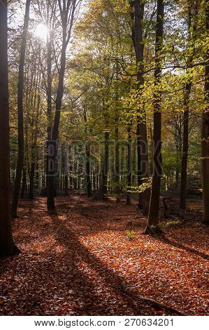 Impression Of The Forest Near Former Prison And Transit Camp Westerbork, On A Sunny Afternoon. Image