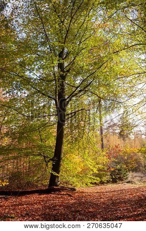 Impression Of The Forest Near Former Prison And Transit Camp Westerbork, On A Sunny Afternoon. Image