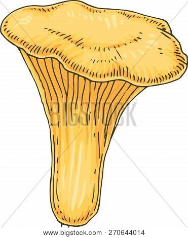 Golden Chanterelle. Edible Mushroom. Hand Drawn Illustration. Isolated Object