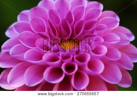 Beautiful Dahlia Flower In The Garden, Purple Dahlia, Dahlia Macro, Dahlia In The Garden In Autumn, 