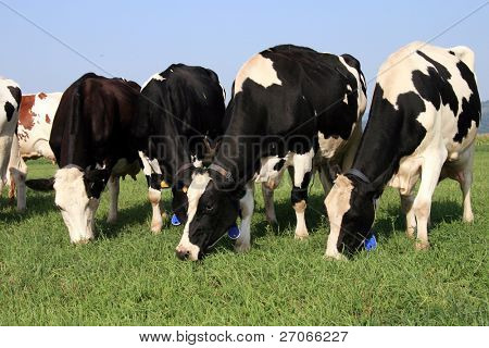 Herde ow Kühe auf Feld