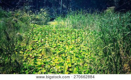 Overgrowing Aquatic Weeds In And Around A Pond In A Natural Environment Represents An Ecological Pro