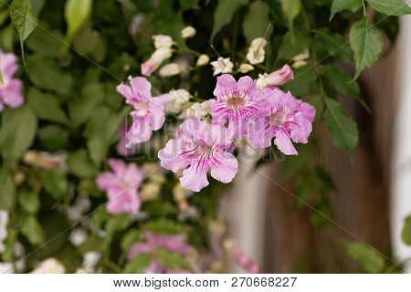 Pink Trumpetflower (podranea Ricasoliana)