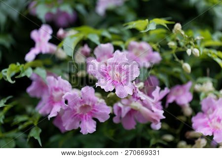 Pink Trumpetflower (podranea Ricasoliana)