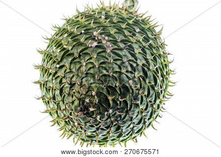 Female Cone Of A Norfolk Island Pine, Or Araucaria Heterophylla, A Conifer Of The Vascular Plants, E