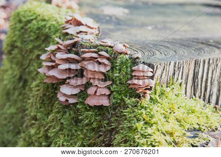 Group Of Sheathed Woodtuft Mushrooms, Side View