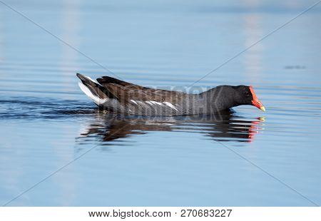 A Gallinule Swimming And Feeding On A Lake.