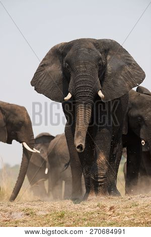 In Botswana, During The Dry Season, A Herd Of Majestic Elephants Approaching.