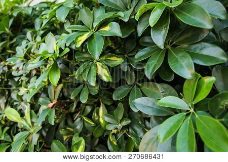 Dwarf Umbrella Schefflera Actinophylla Ornamental Plants Background Pattern, Vertical Green Leaves T