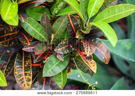 Colorful Croton Leaves Background. Beautyful Natural Backdrop With Croton Plant In Sunny Day At Ptro