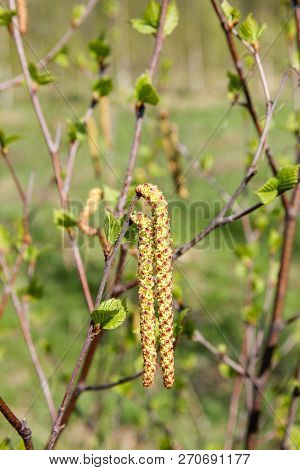Flowering Branch Of Birch With Leaves, Catkins And Buds. Yellow Pollen On Catkins. Birch Flower, In 