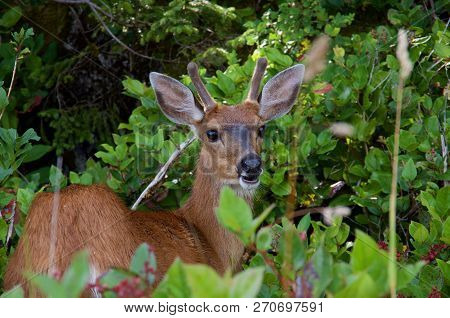 Male Black-tailed Deer Shows Off It's Mule-like Ears As It Looks Towards Viewer