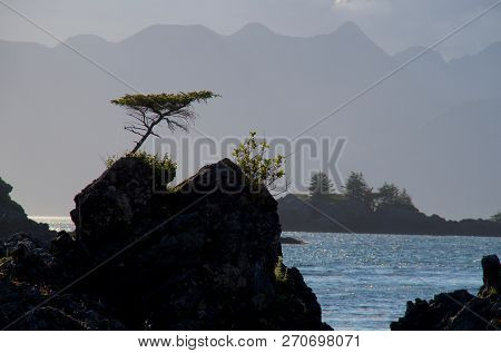 Unique Shaped Lone  Dwarf Spruce Tree Growing From Top Of Rock With Mountains Of Brookes Peninsula I