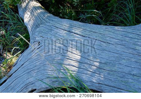 't'-shaped Grey Bleached Driftwood Log In Shade With Beach Grass And Bushes