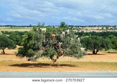 Goats Climb Up The Argan Tree To Eat Its Nuts. Essaouira, Morocco.