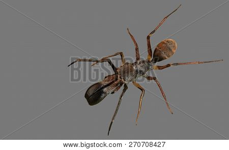 Macro Photography Of Ant Mimic Jumping Spider Isolated On Gray Background With Clipping Path And Cop
