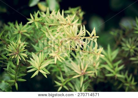 Dacrydium Cupressinum, Commonly Known As Rimu, Is A Large Evergreen Coniferous Tree Endemic To The F