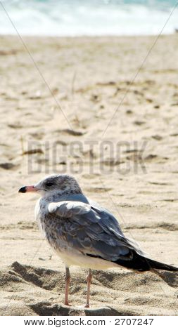 Seagull Beach 2