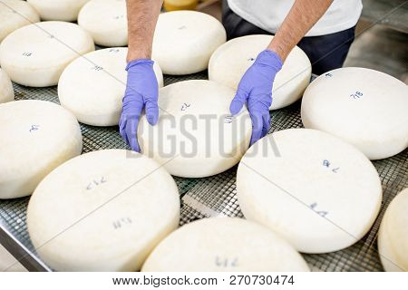 Worker In Protective Gloves Taking Fresh Salted Cheese Wheel Ready For Aging Process At The Manufact