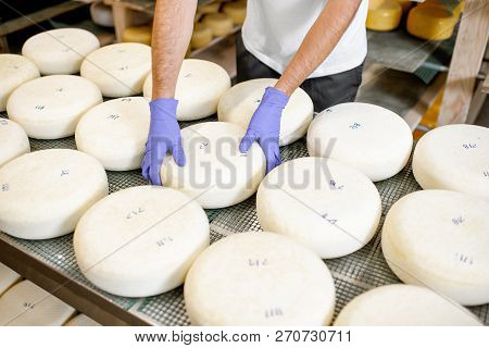 Worker In Protective Gloves Taking Fresh Salted Cheese Wheel Ready For Aging Process At The Manufact