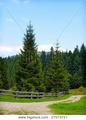albero e la staccionata in legno