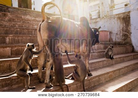Many Monkeys Have Surrounded The Cow And Clean It From Pests Or Parasites, On The Temple Gatts, A Sy
