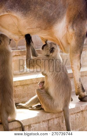 A Monkey With A Baby Cleans A Cow From Parasites, On The Temple Gatts, A Symbiosis
