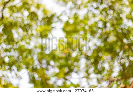 Abstract Blur Of Nature With Bokhe Of Light Through The Trees As Background Image