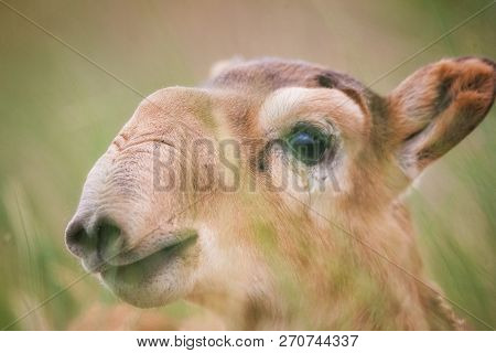Kid Saiga Tatarica Is Listed In The Red Book, Chyornye Zemli (black Lands) Nature Reserve, Kalmykia 