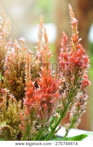 Cockscomb Flower In The Garden / Colorful Orange Plumed Cockscomb Flower Or Celosia Argentea Blossom